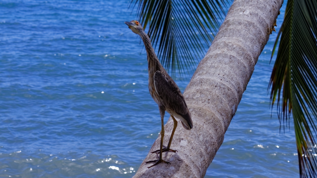 20 - Cahuita NP (12).jpg